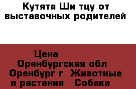 Кутята Ши-тцу от выставочных родителей. › Цена ­ 20 000 - Оренбургская обл., Оренбург г. Животные и растения » Собаки   
